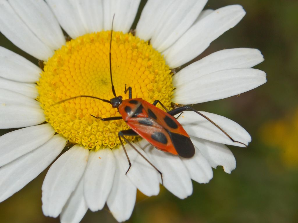 Calocoris nemoralis ?